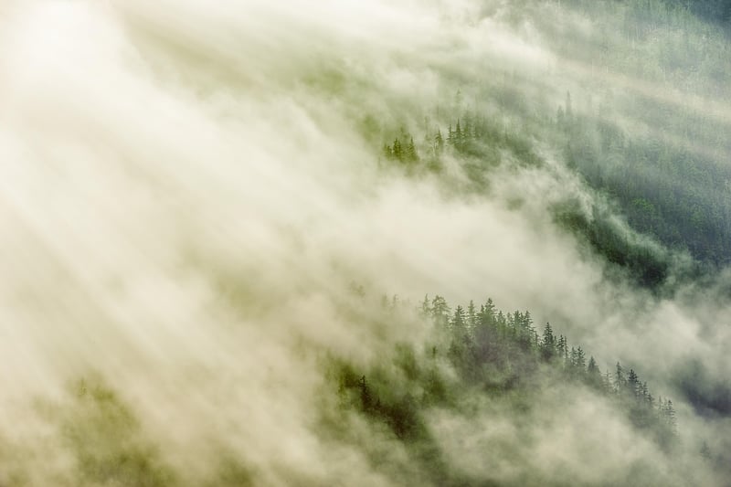Enchanted forest
